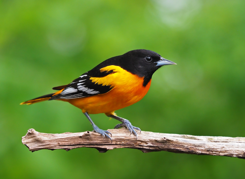 File:Bird-Yellow-Belly.png